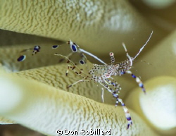 Spotted Cleaner by Don Robillard 
